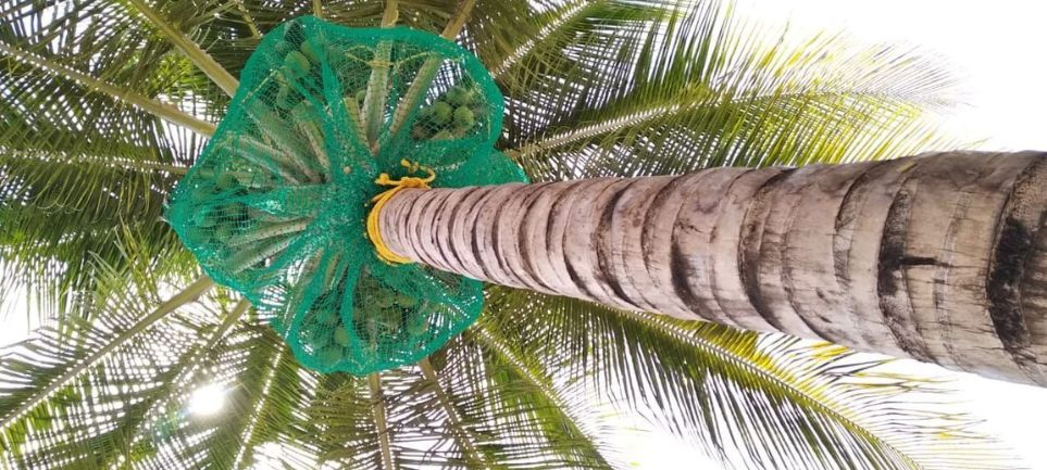 Coconut Tree Safety Nets in Hyderabad | Call 9505258059 for Nets